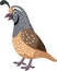 Cartoon smiling quail bird on white background