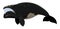 Cartoon southern right whale. Underwater world, Marine life. Vector illustration of a whale.