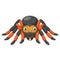 Cartoon spider tarantula with red knees. Danger animal