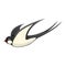 Cartoon Spring Swallow During Flight Illustration