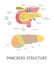 Cartoon Structure of a Pancreatic Gland. Vector