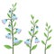 Cartoon Style Bluebell Flower Design Elements Set Isolated on White