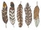 Cartoon style illustration  set of different natural brown eagle, duck and wader bird feathers