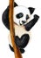 Cartoon style panda animal sitting on a tree bamboo baby pet cute kind funny drawing illustration watercolor paint markers sketch