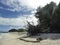 Cartoon style picture of coastal landscape with withered tree and sandy beach in Palau.