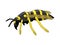 Cartoon style side view wasp isolated illustration on white background