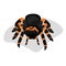 Cartoon style tarantula spider, dark arachnid with bright orange stripes