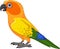 Cartoon Sun Conure Parrot on White Background