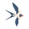 Cartoon swallow icon on white background.