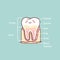 Cartoon tooth anatomy chart