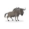 Cartoon trendy design wildebeest standing. African wildlife animal isolated on white background.