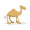 Cartoon trendy flat design dromedary camel. Standing desert