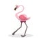 Cartoon trendy flat design standing flamingo with closed eyes. Tropical african animal.