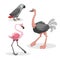 Cartoon trendy style african birds set. Grey parrot, ostrich and flamingo. Closed eyes and cheerful mascots.