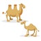 Cartoon trendy style camels set. Dromedary camel and bactrian. Closed eyes and cheerful mascots.