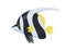 Cartoon tropical butterfly fish Heniochus acuminatus. White and black exotic fish with yellow fins. Aquarium beautiful