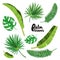 Cartoon tropical palm leaves set. Vector illustrated on white background. Flat vector hand drawn palm tree elements.