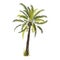 Cartoon tropical palm tree