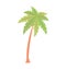 Cartoon tropical palm tree on a white background. Simplified representation of a single palm tree for easy use in