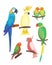 Cartoon tropical parrot wild animal bird vector illustration wildlife feather zoo color nature vivid.