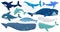 Cartoon underwater mammals, dolphin, beluga whale, orca, sperm whale. Marine animals, humpback whale, narwhal, killer