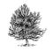 Cartoon Vector Drawing of Pine Conifer Tree