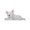 Cartoon vector icon of boston terrier in lying down pose. Sleepy puppy. Small domestic dog with white smooth coat