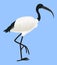 Cartoon vector icon of ibis bird isolated on blue