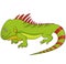 Cartoon Vector Illustration of Funny Iguana Lizard Reptile Animal Character