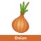 Cartoon Vegetable - Brown Orange Onion