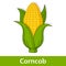 Cartoon Vegetable - Corncob or Corn Cob