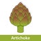 Cartoon Vegetable - Green Artichoke