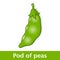 Cartoon Vegetable - Green Pod of Peas