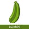 Cartoon Vegetable - Green Zucchini