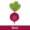 Cartoon Vegetable - Purple Red Beet