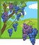 Cartoon vine with bunches of ripe blue grapes