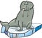 Cartoon Walrus on floating ice