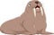 Cartoon walrus isolated on white background