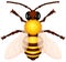 Cartoon wasp isolated white background