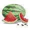 Cartoon watermelon. Sliced sweet watermelon. Pieces of juicy fruit. Summer vitamin fruit. Illustration for children.