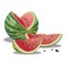 Cartoon watermelon. Sliced sweet watermelon. Pieces of juicy fruit. Summer vitamin fruit. Illustration for children.