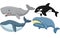 Cartoon whale collection