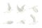 Cartoon White Dove Bird Set. Vector