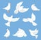 Cartoon white dove. Peace and freedom symbol pigeon, different poses, flying and walking cute birds, city fauna, hope