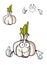 Cartoon whole fresh garlic bulb