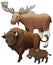 Cartoon wild animal bison aurochs and boar with moose isolated illustration for children