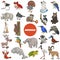 Cartoon wild animal species characters big set