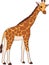 Cartoon wild animals. Big kind giraffe with long neck stands and smiles