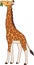 Cartoon wild animals. Big kind giraffe with long neck stands and smiles