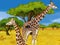 Cartoon wildlife safari scene wild giraffe illustration for children